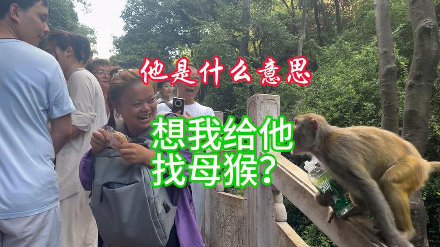 2025澳门天天开好彩大全回顾和车钥匙逗猴被猴抢走与猴子车钥匙
